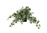 Variegated Needle Leaf Ivy in Black Plastic Cup