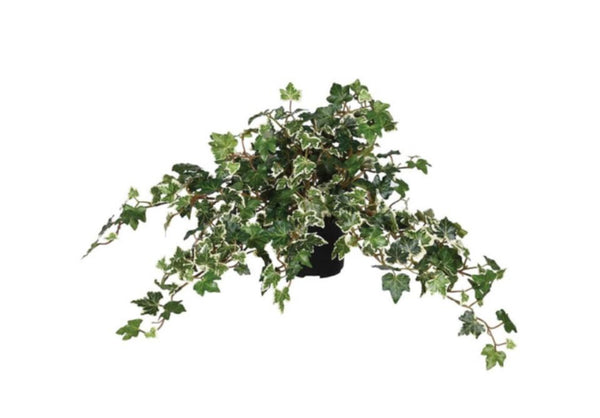 Variegated Needle Leaf Ivy in Black Plastic Cup